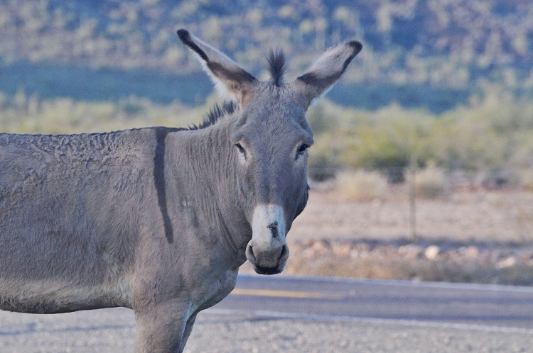 burro